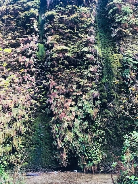 Fern Canyon景点图片