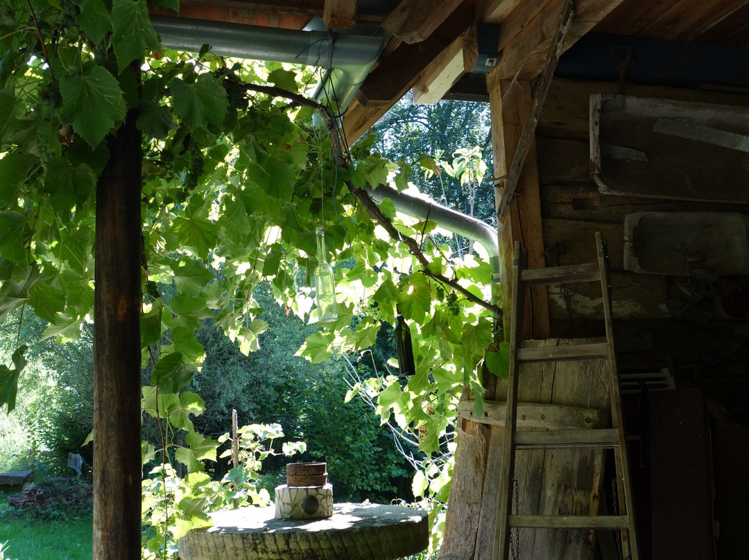 Weinweg der Sinne景点图片