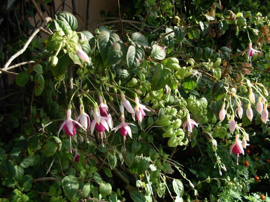 拉威拉蔓特林酒店主图