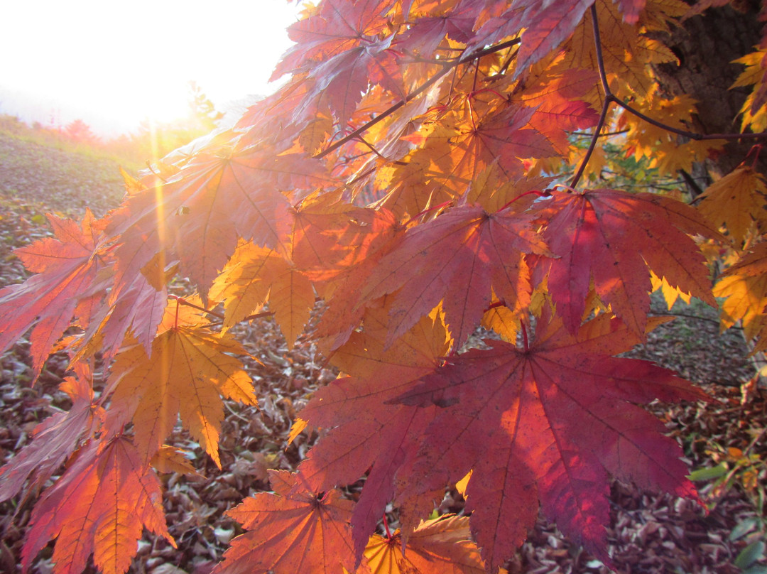 Kamikongouzan Observation Deck-芦别市必去景点