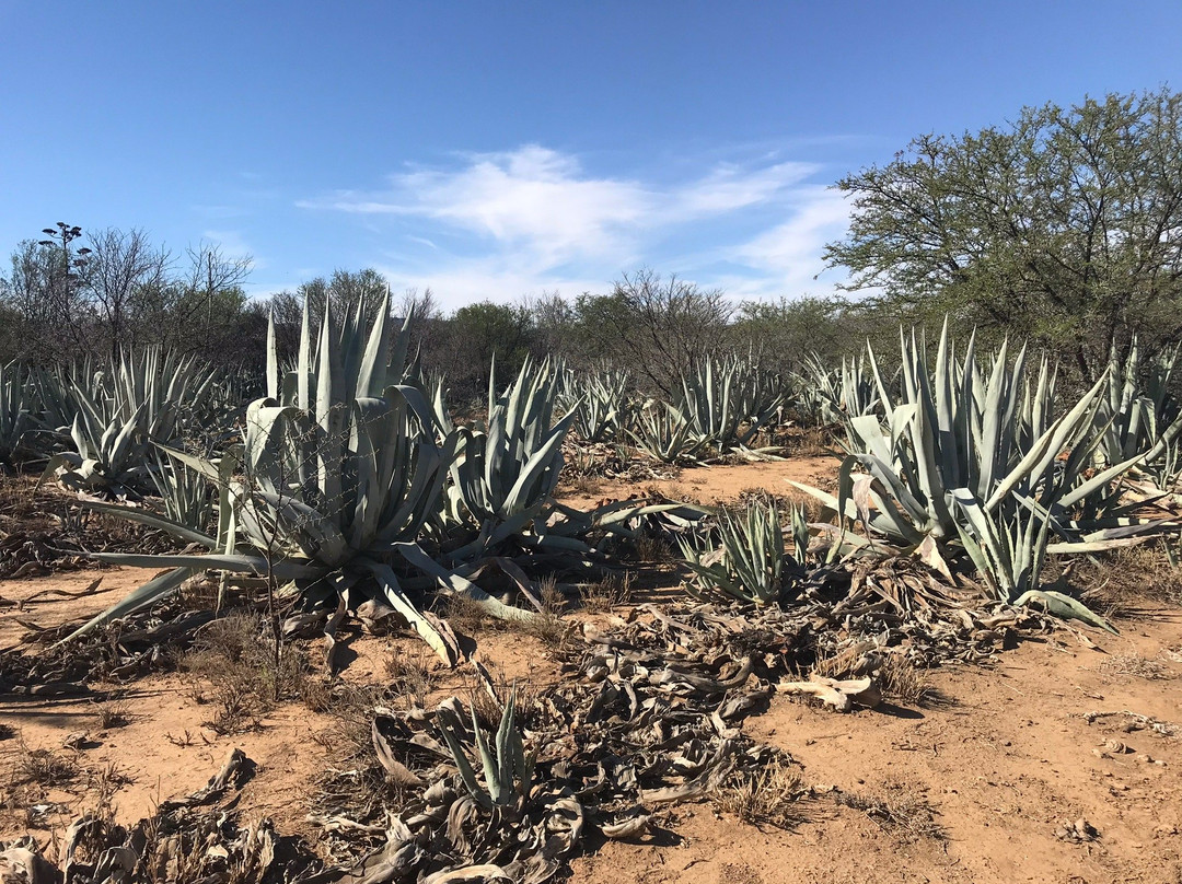 Three Agaves-格拉夫-里内特必去景点