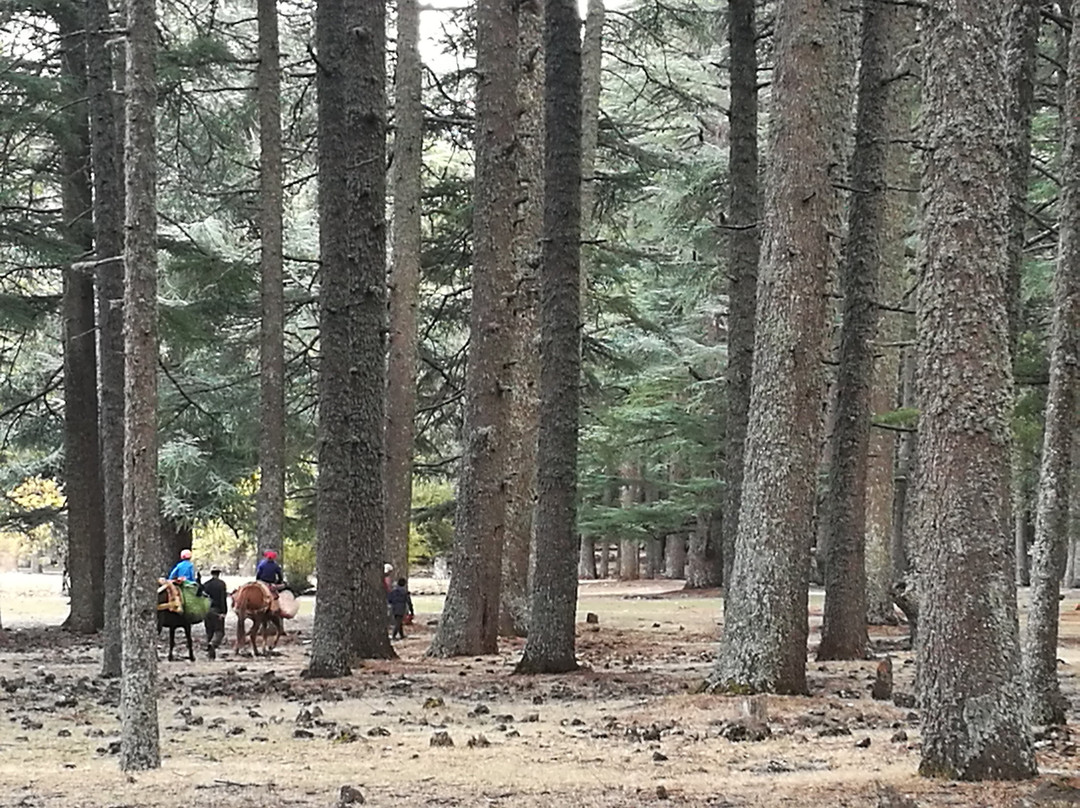 Gite Ferme D'hotes Les Jardins D'azrou主图