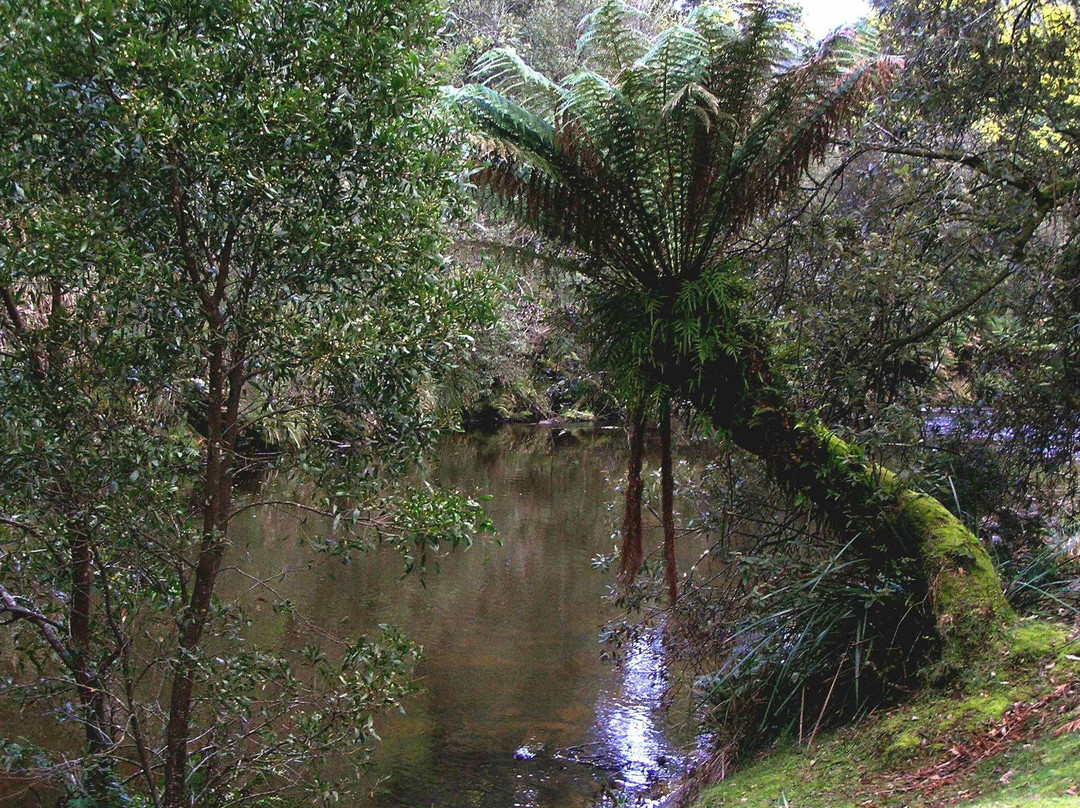 Wild Platypus (formerly All Things Wild At Burnie)-伯尼必去景点