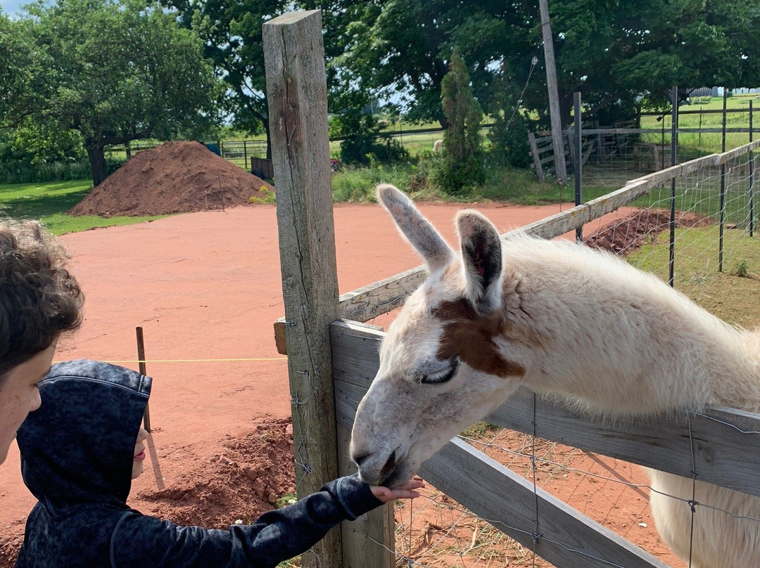 Green Gable Alpacas-null必去景点