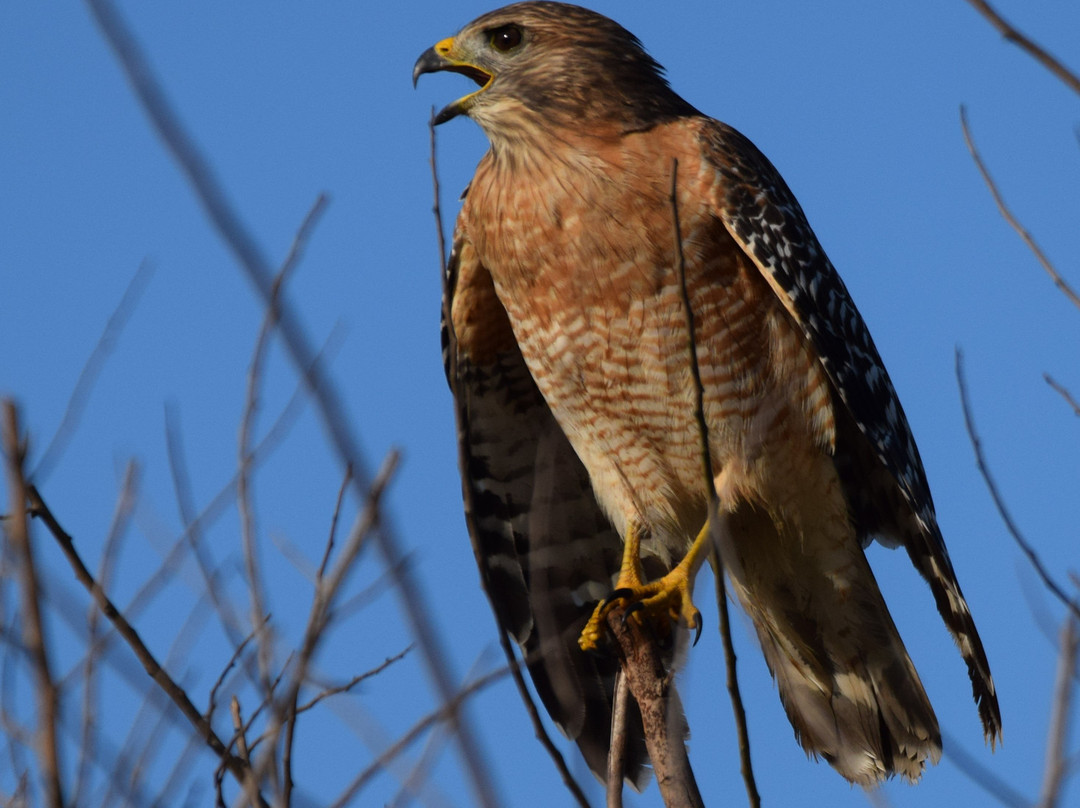 Dinner Island Ranch-克莱维斯顿必去景点