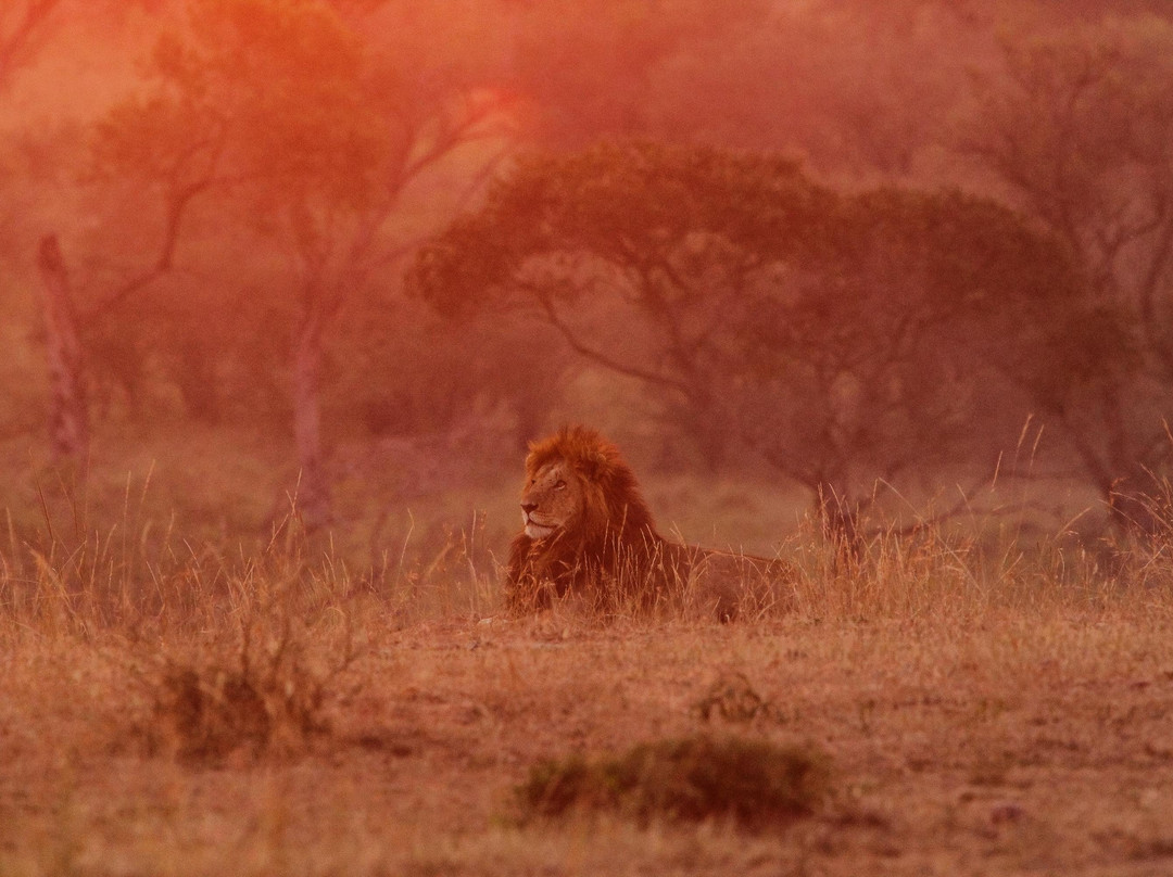 Apex Photo Safaris-内罗毕必去景点