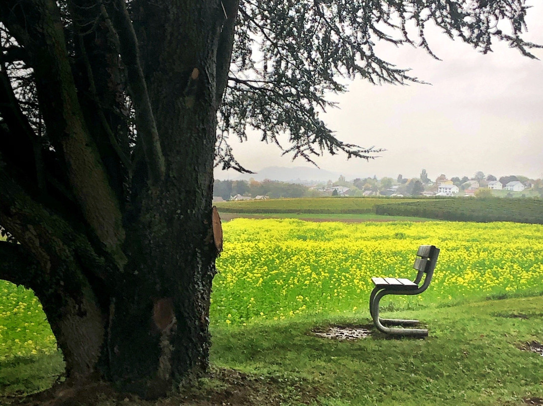 Audrey Hepburn's Grave-Tolochenaz必去景点