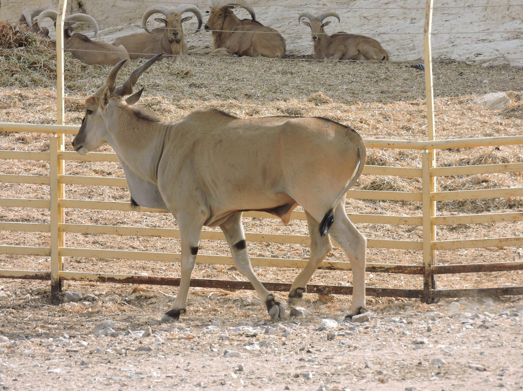 Antelope Ranch in the Arava Valley-Mahane Zofar必去景点