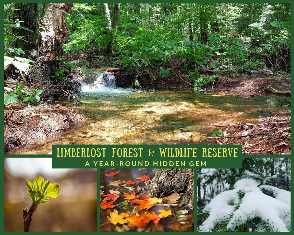 Limberlost Forest & Wildlife Reserve景点图片