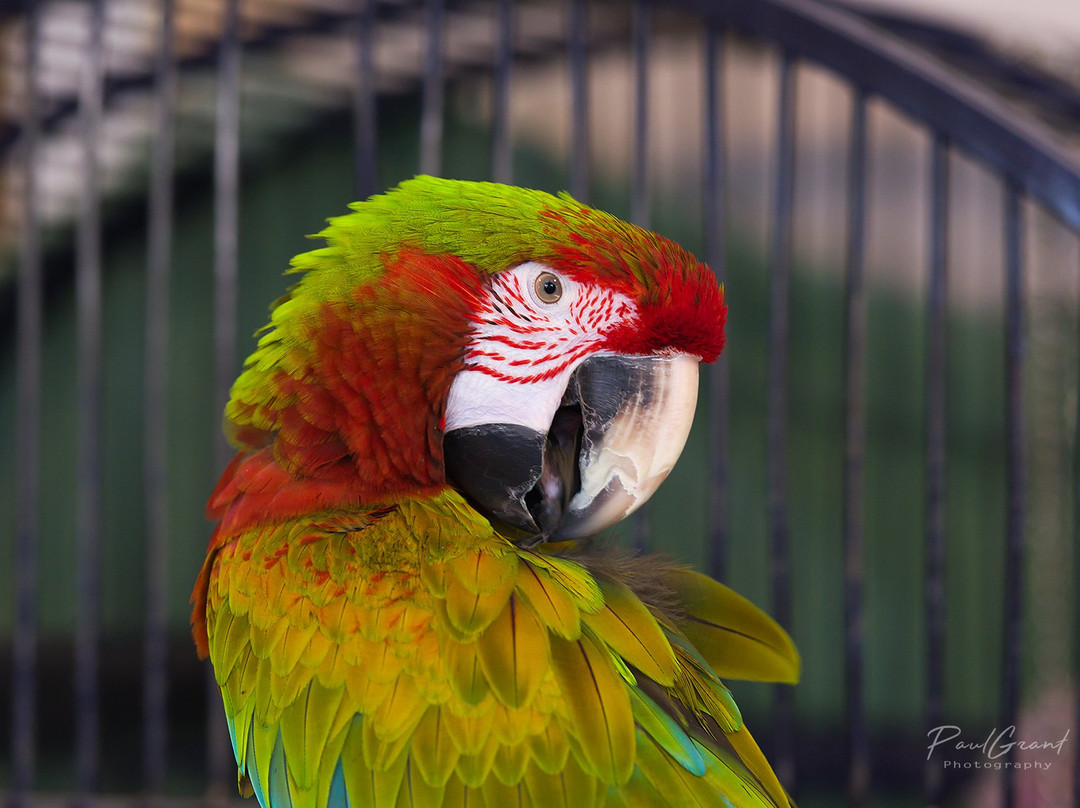 Parrot Partner景点图片