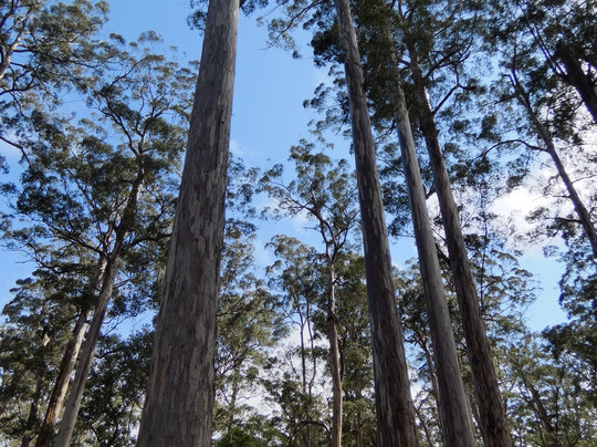 Four Aces-Manjimup必去景点