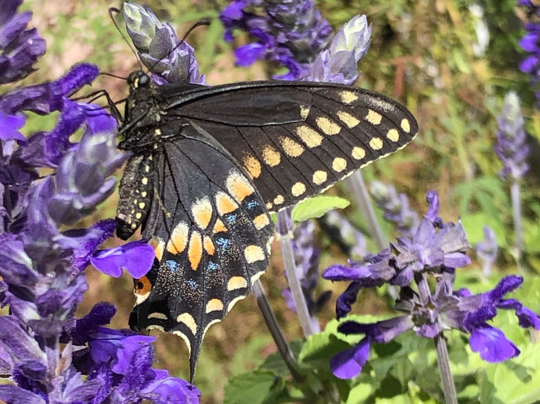 Mescal Canyon Retreat at Candlewood主图