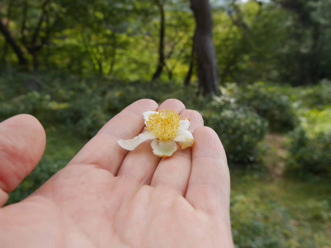 Cheoneunsa Temple景点图片