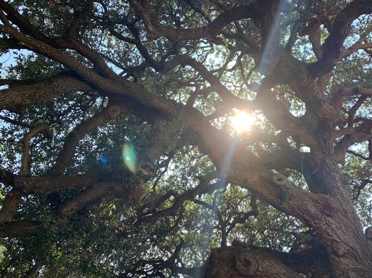 Wedding Oak Tree-San Saba必去景点