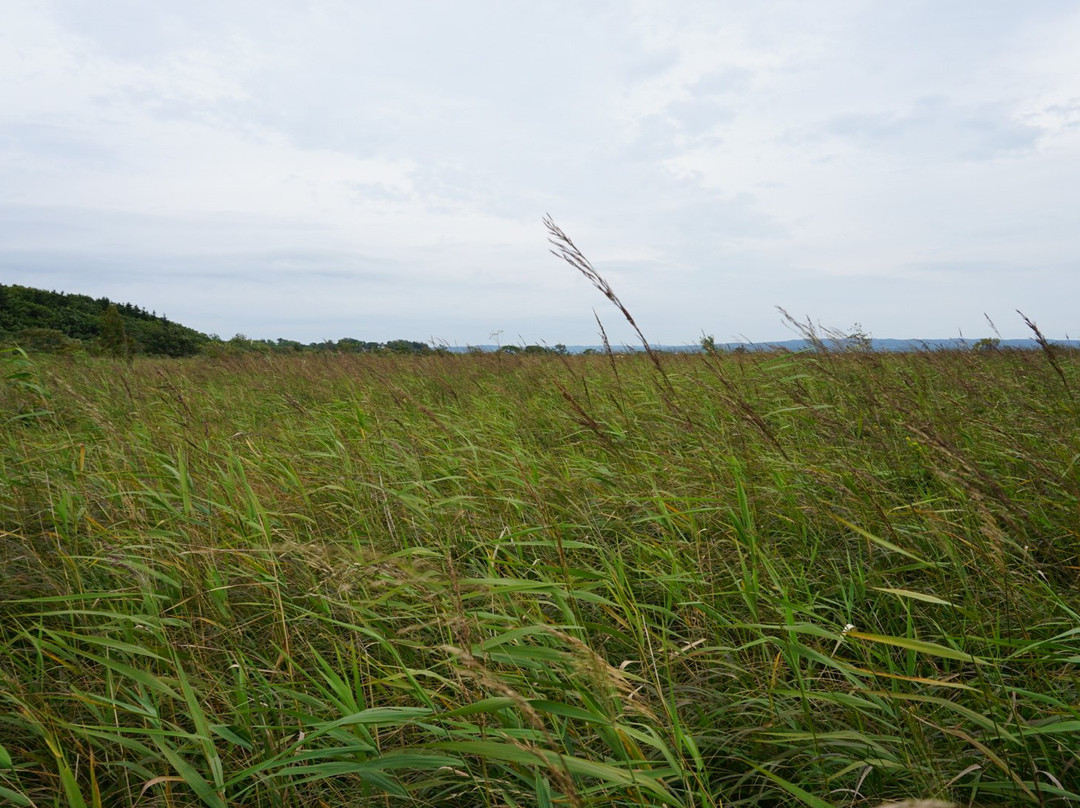 Sarobetsu Marsh Center景点图片