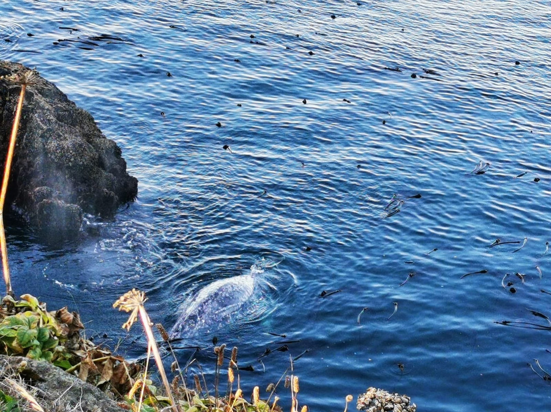 Whale Park-Depoe Bay必去景点