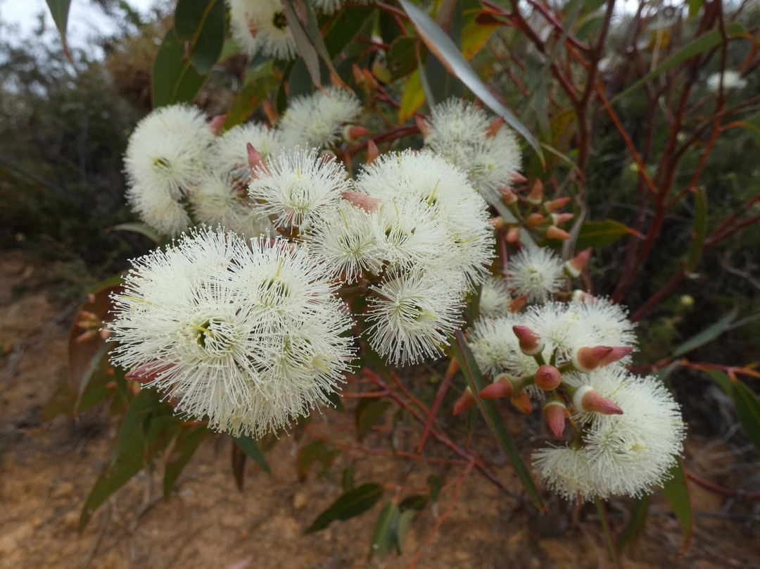 Stirling Range Drive-Stirling Range National Park必去景点