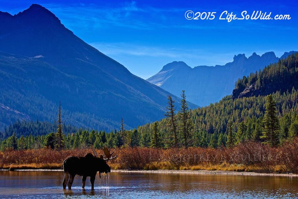 Life So Wild Tours-杰克逊必去景点