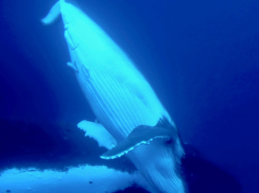 Majestic Whale Encounters景点图片