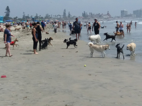 Coronado Dog Beach-科罗纳多必去景点