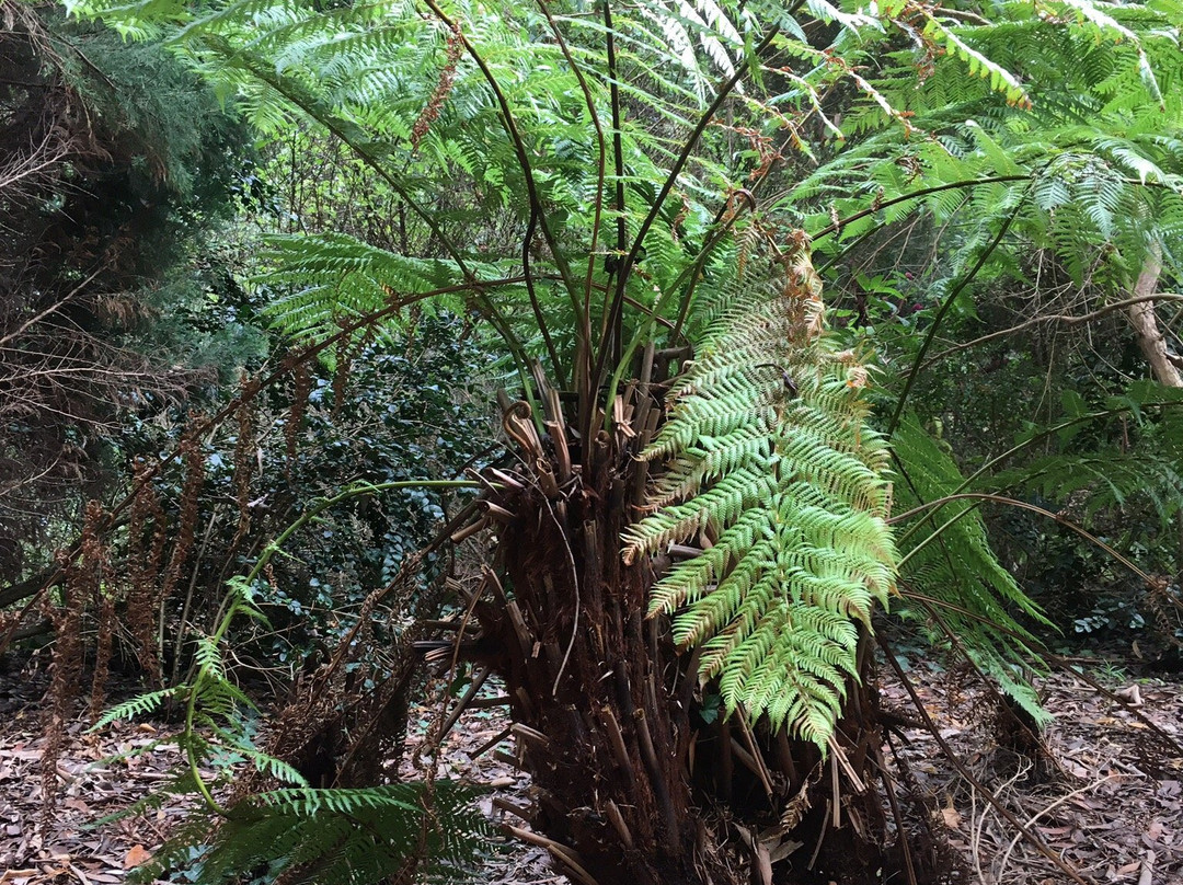 Ventnor Botanic Garden景点图片