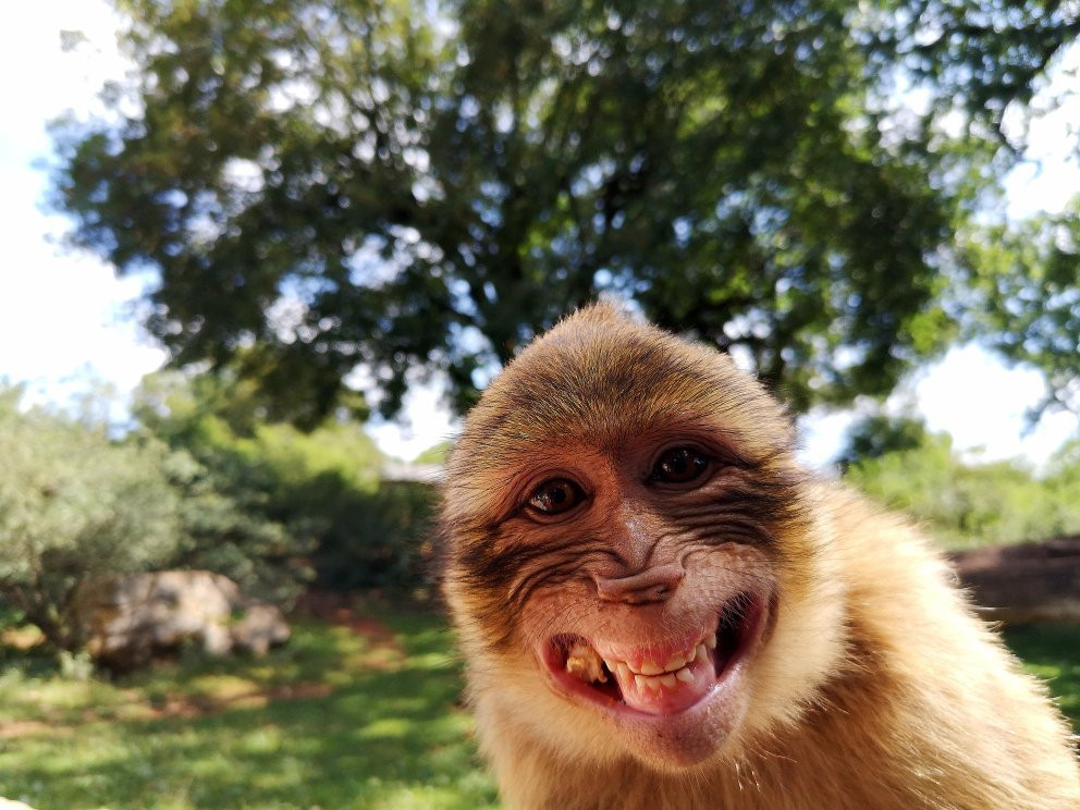 La Pierre Plantée主图