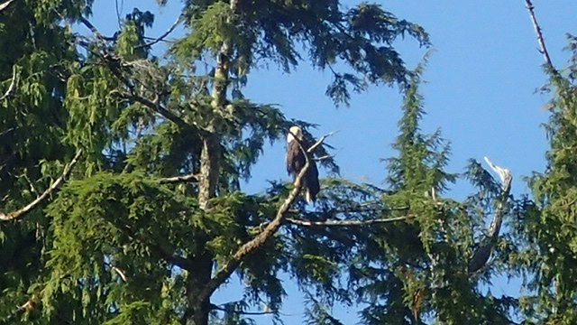 Clayoquot Wild景点图片