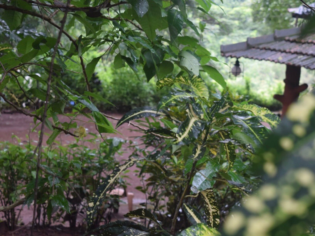 Dandeli Wildlife Sanctuary景点图片