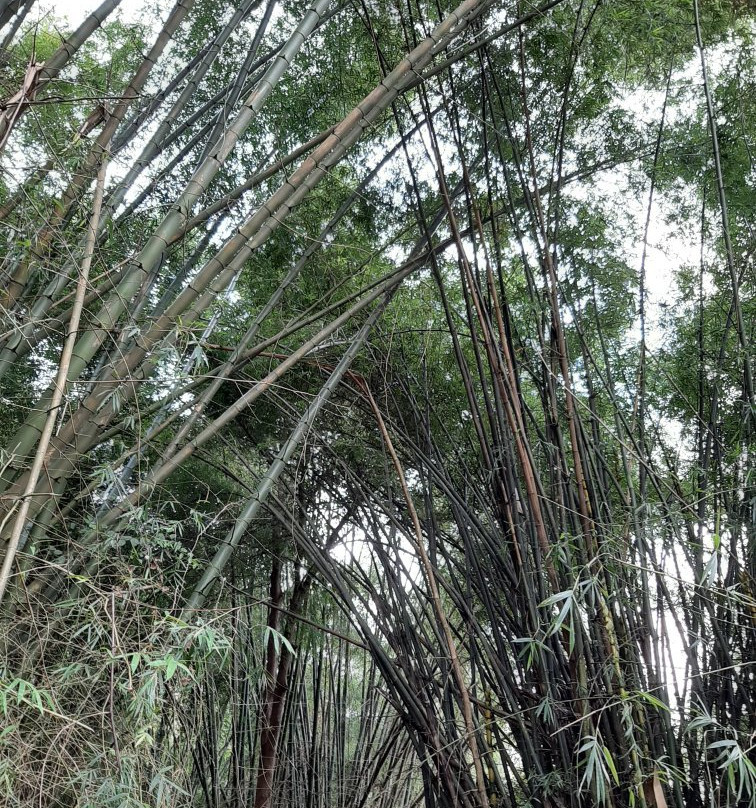 Khe Kem Waterfall景点图片