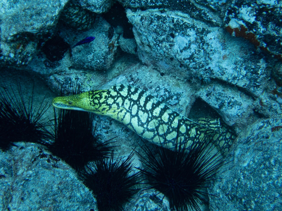 Tenerife Scuba-特纳里夫必去景点