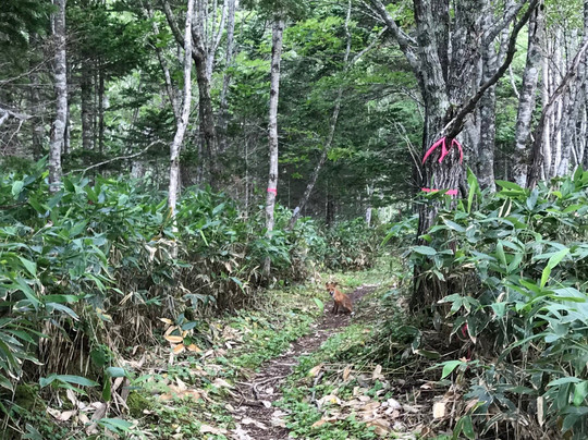Mt. Musadake-中标津町必去景点