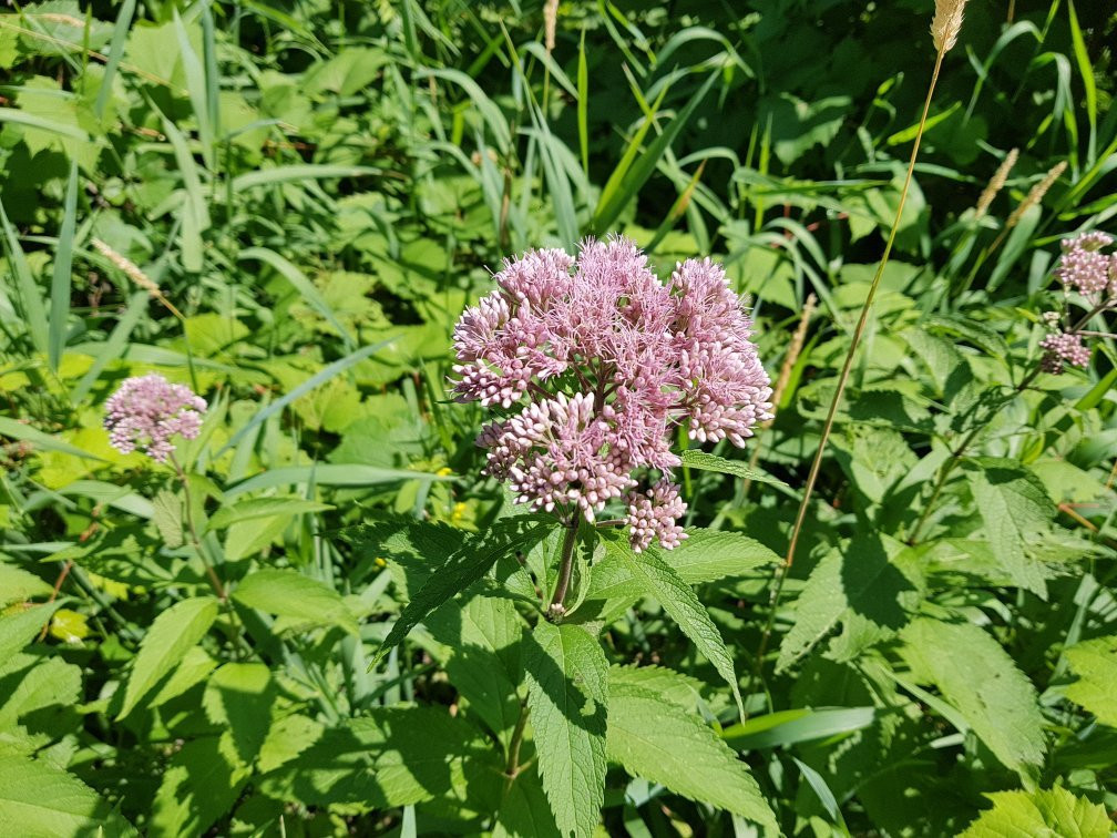 Scirbi-Berthierville必去景点