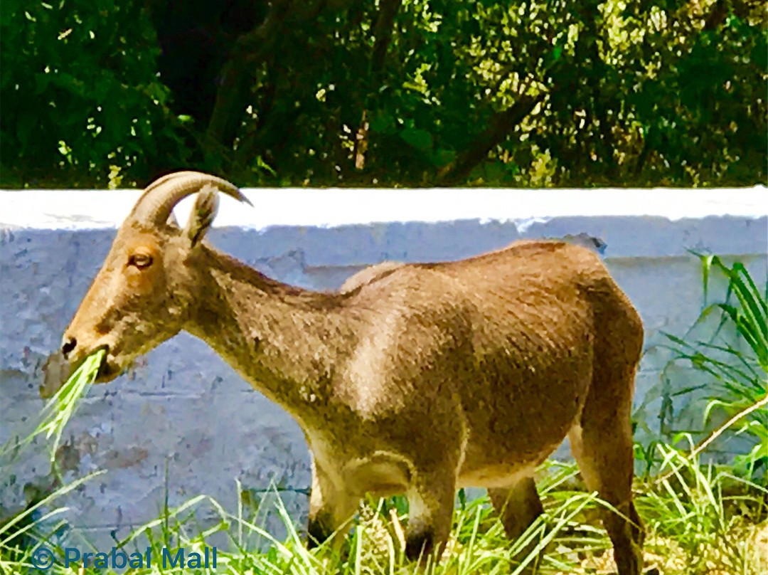 Indira Gandhi Wildlife Sanctuary and National Park景点图片
