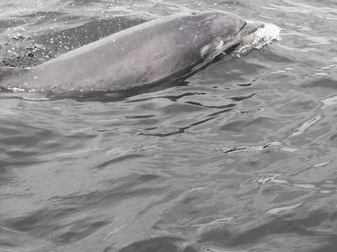 Phoenix Sea Adventures-奈恩必去景点