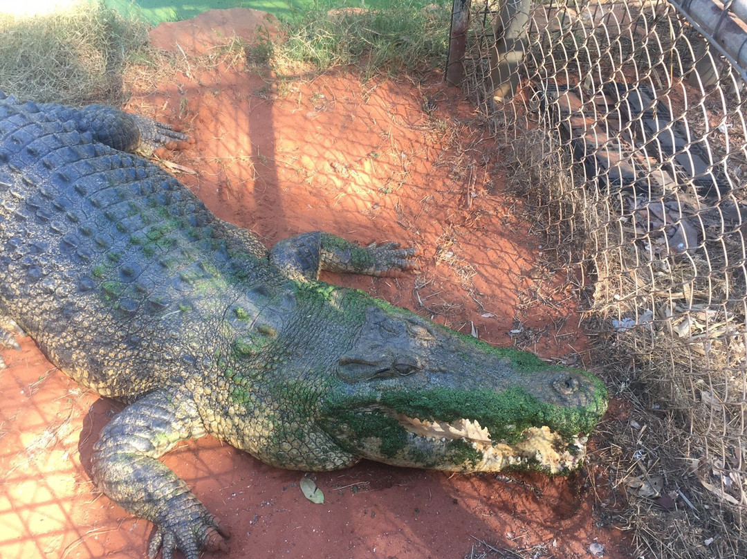 Malcolm Douglas Broome Crocodile Park景点图片