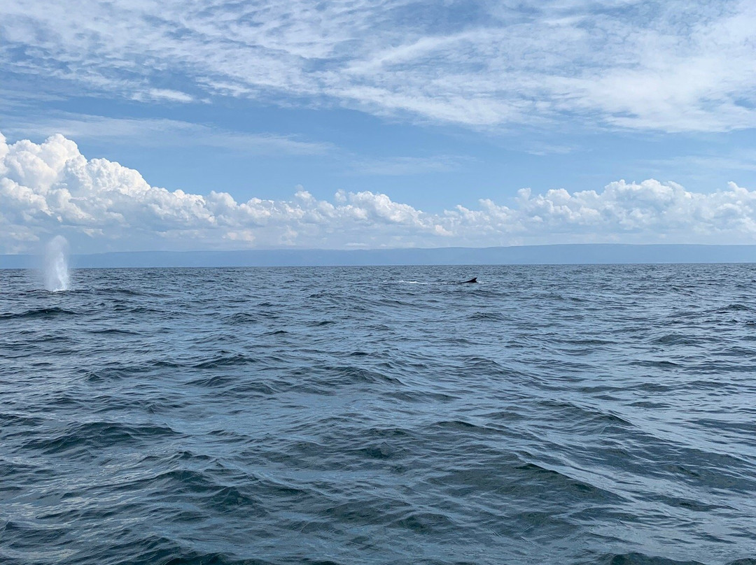 Captain Zodiac Whale Cruise景点图片