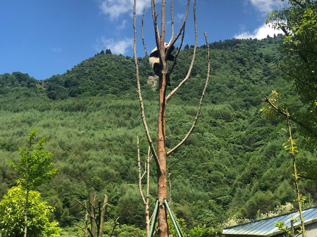 Hold Panda-成都必去景点