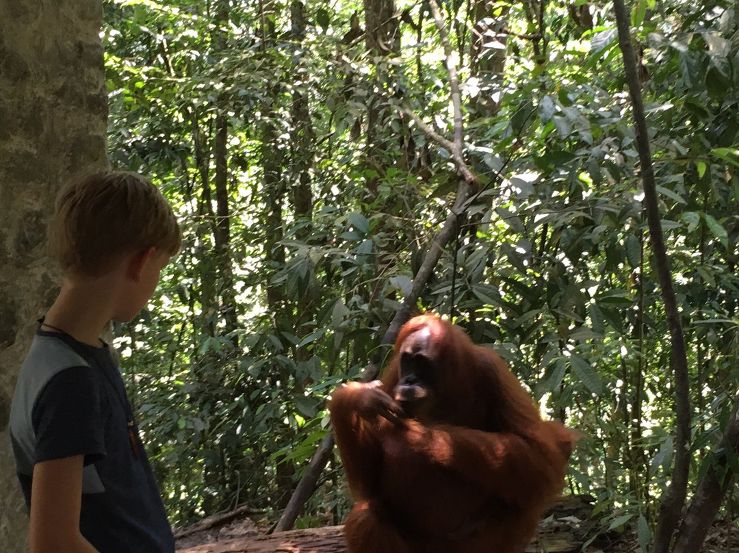 The Bohorok Orangutan Centre at Bukit Lawang-武吉拉旺必去景点