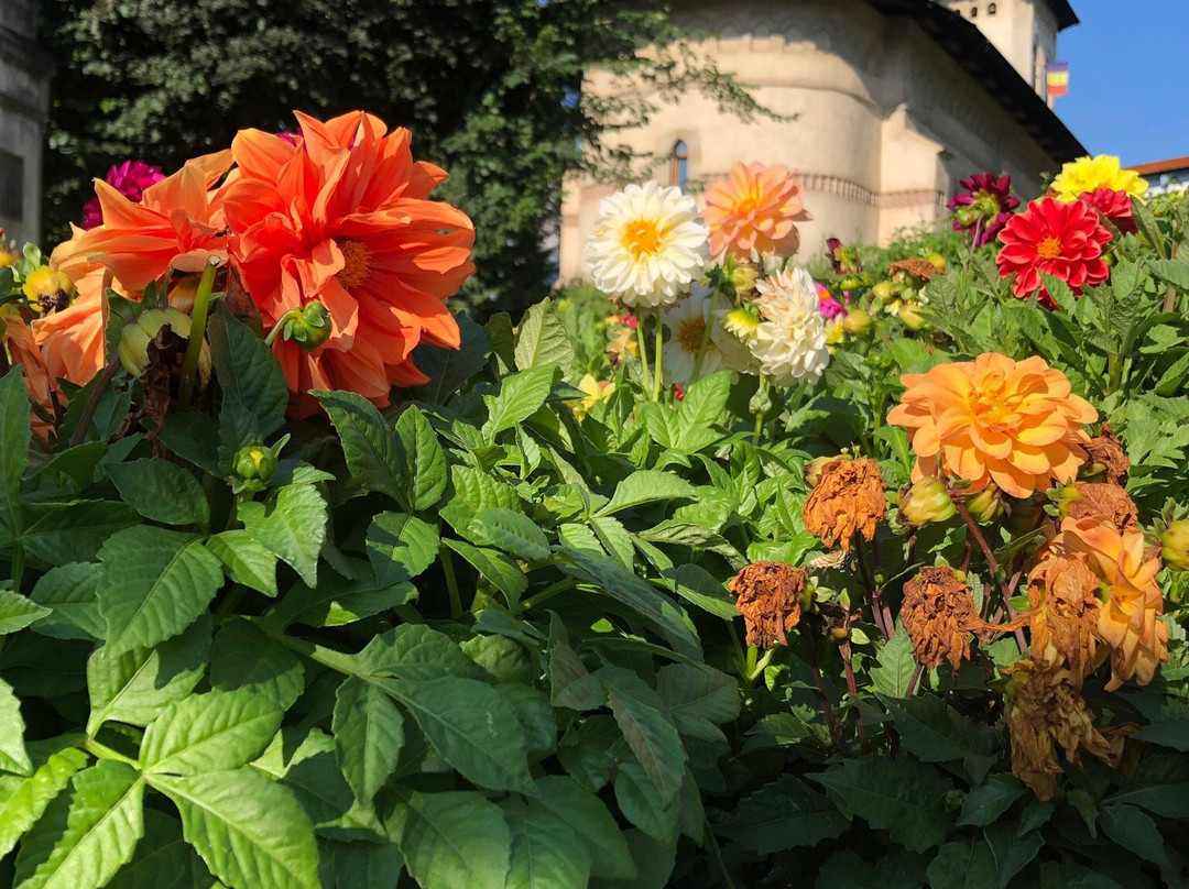 Hello Bucovina Day Tours-Suceava必去景点