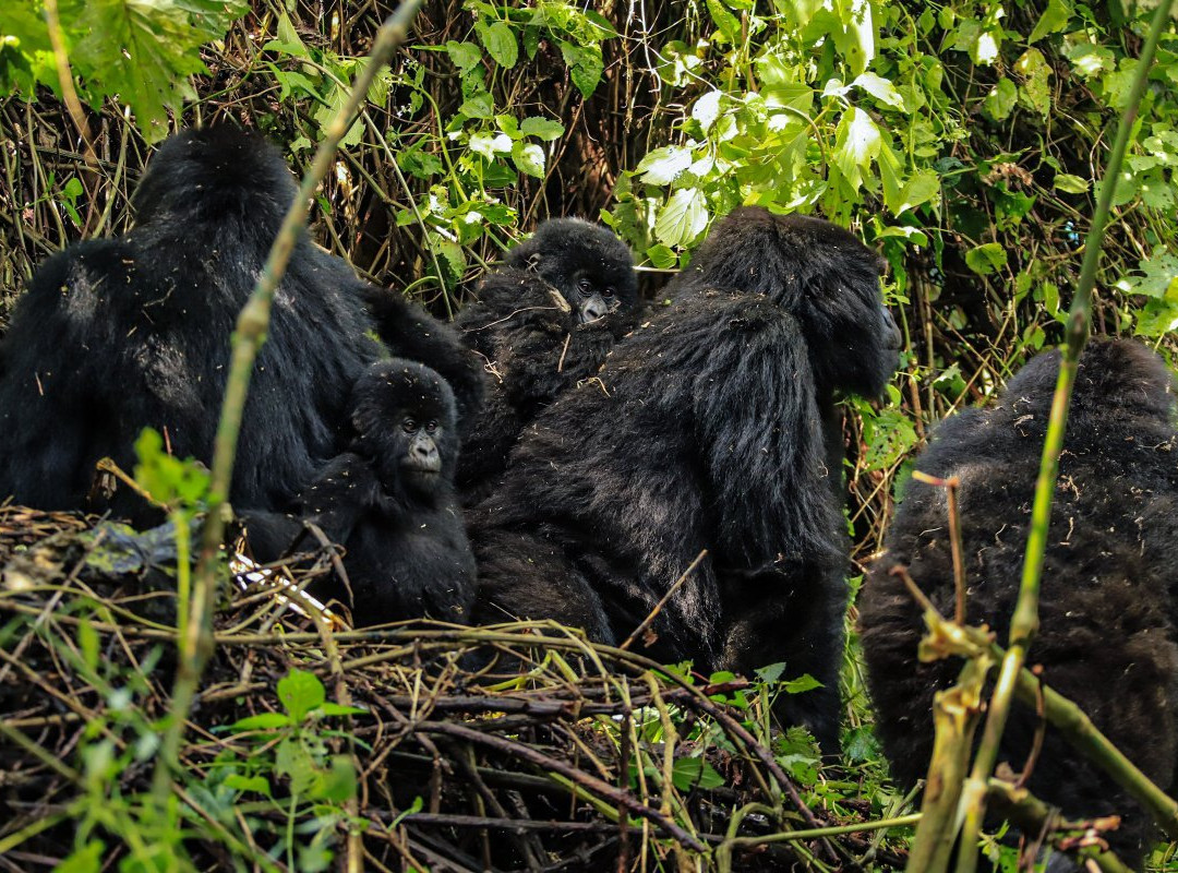 Nyiragongo Expedition-吉塞尼必去景点