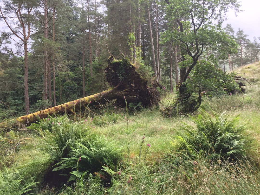 Glen Roy National Nature Reserve-Roybridge必去景点
