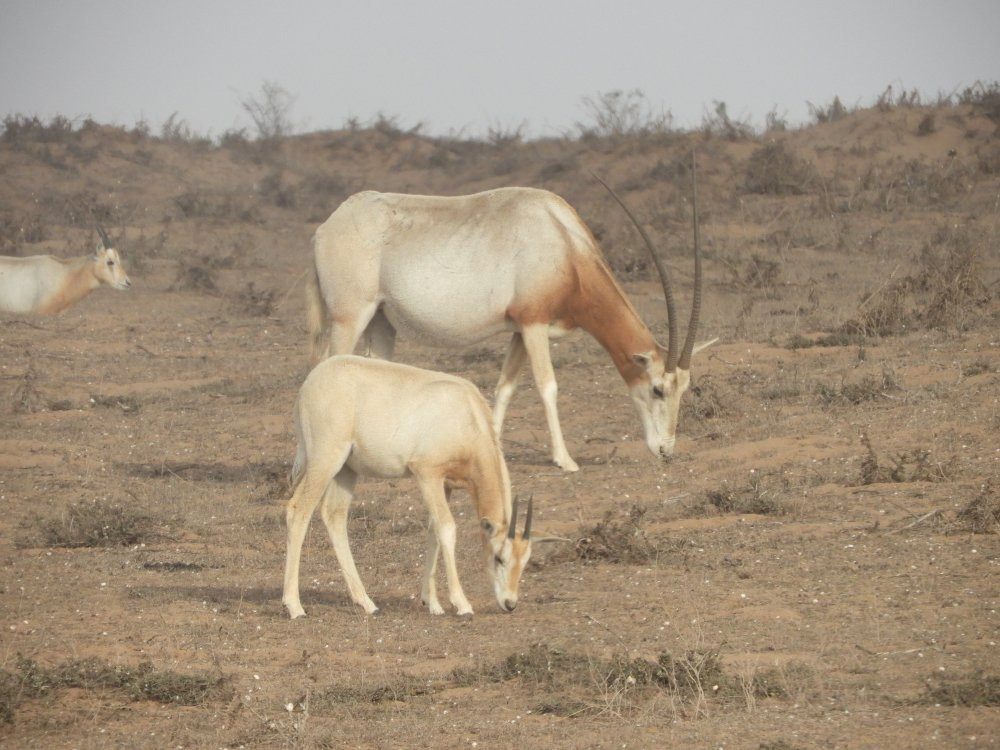 Guide Lahcen-Sidi R'bat必去景点