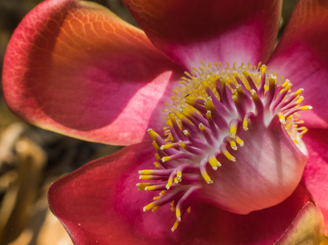 Mumbai Port Trust Garden-孟买必去景点