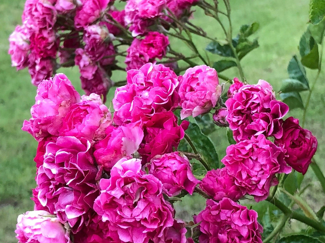 Römerbad Rosenfeld景点图片