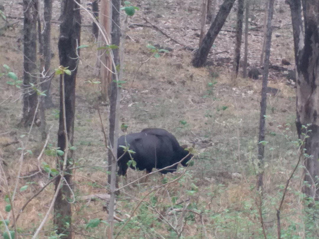 Satpura Tiger Reserve-中央邦必去景点