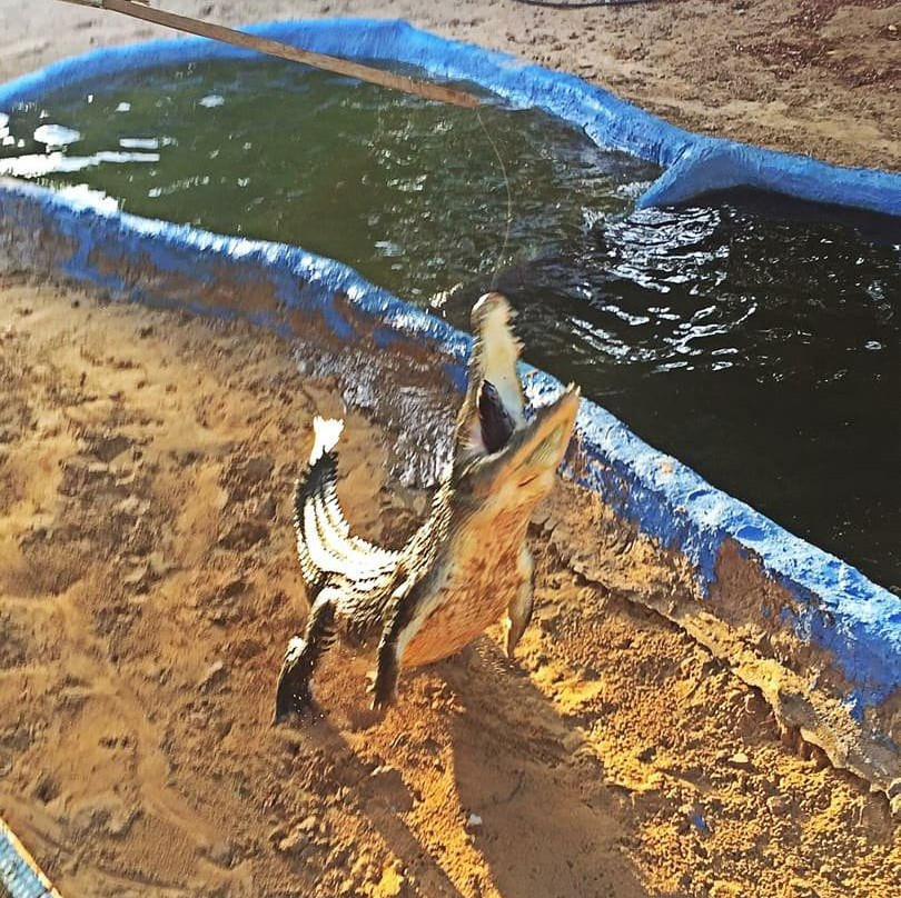 Noopak Crocodile park景点图片
