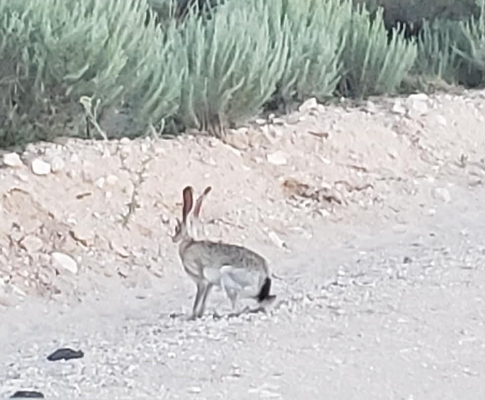 Mescalero Sands North Dune Off-Highway Vehicle Area-罗斯威尔必去景点