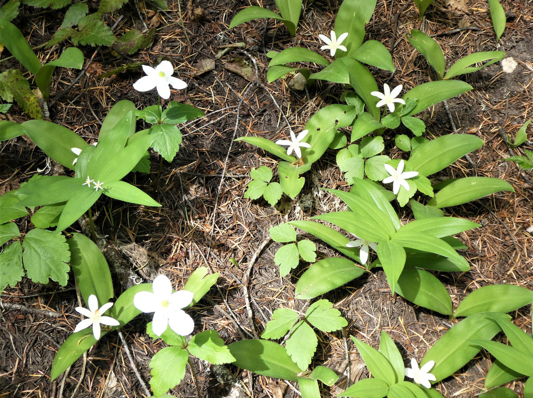 Lemolo Falls-罗斯堡必去景点