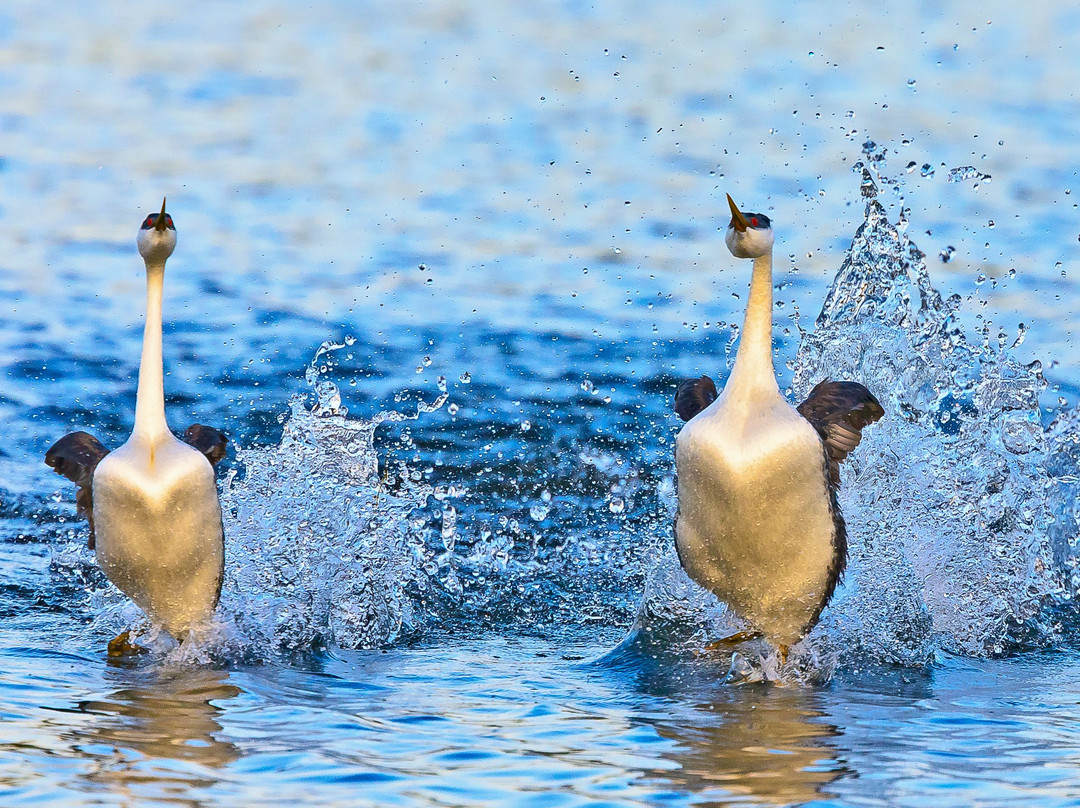 Eyes of the Wild景点图片