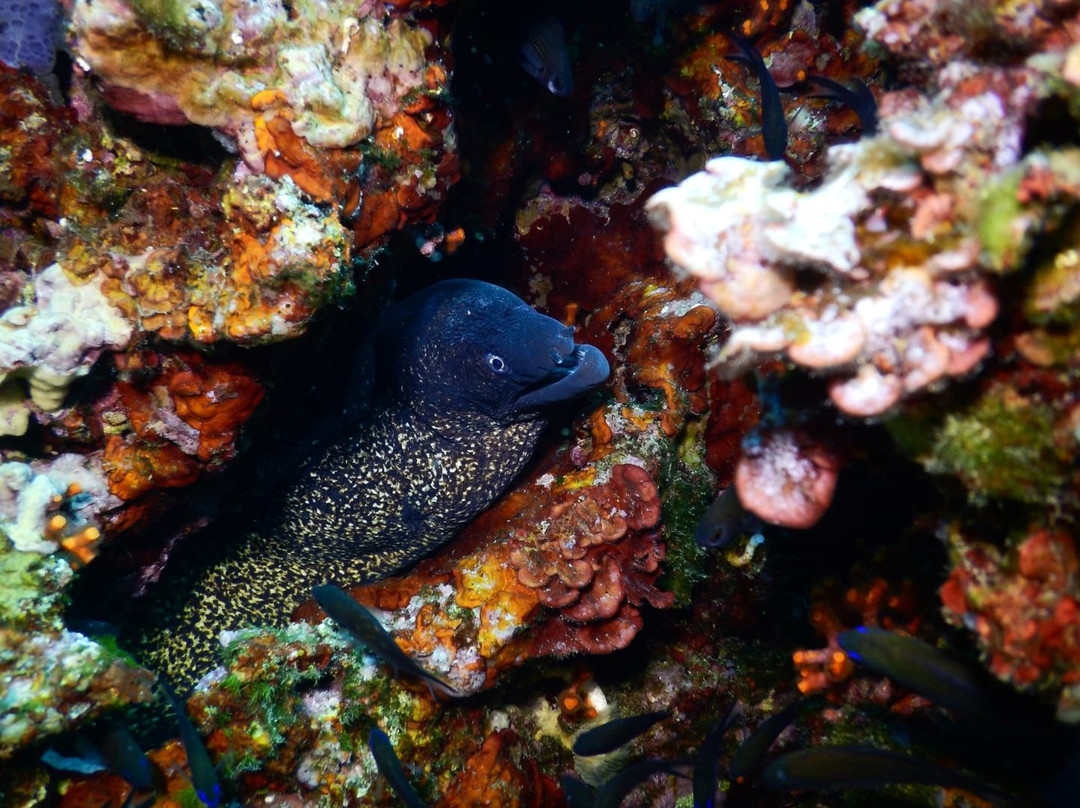 Sottolonda Diving Center-Capoliveri必去景点